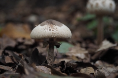 paddenstoel#(20201018)e