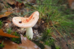 braakrussula#(20241017)