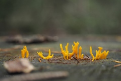 koraalzwam#(20201018)a