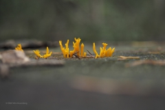 koraalzwam#(20201018)d