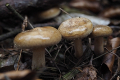 paddenstoel#(20201018)f