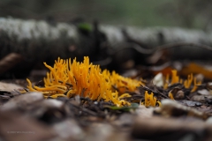 koraalzwam#(20201018)c