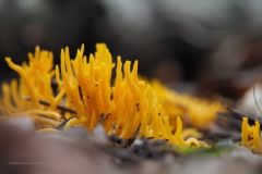 koraalzwam#(20201018)b