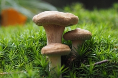 gewone krulzoom#(20201019)a