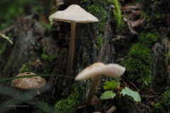 helmmycena#(20201018)