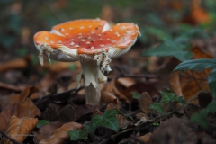 vliegenzwam#(20201018) 009b