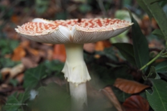 vliegenzwam#15j(20201018) 110