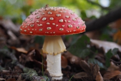 vliegenzwam#16(20201018)