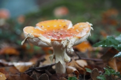 vliegenzwam#(20201019) 010a