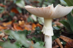 vliegenzwam#15l(20201019) 112