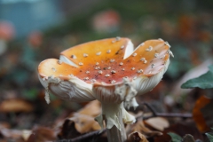 vliegenzwam#(20201019) 010b