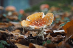 vliegenzwam#(20201020) 011b