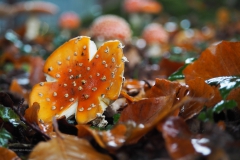 vliegenzwam#(20201021) 012a