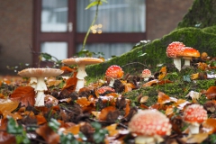 vliegenzwam#17a(20201021)