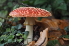 vliegenzwam#18(20201021)