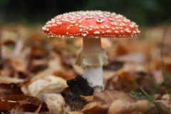 vliegenzwam#29(20241021)