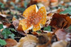 vliegenzwam#(20201021) 012b