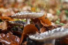 panteramaniet#(20241021)