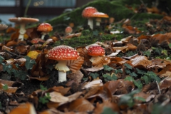 vliegenzwam#17b(20201021)
