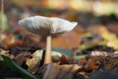 botercollybia#(20221021)a