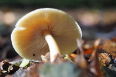 botercollybia#(20221021)b