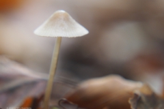 mycena#(20221021)