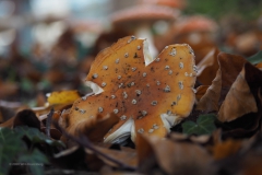 vliegenzwam#(20201022) 013