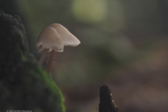 esdoornhoutknotszwam#(20211022)