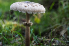 grote parasolzwam#(20231022)