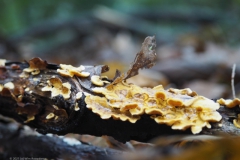 gele korstzwam#(20211022)a