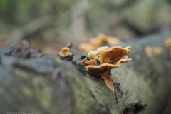 gele korstzwam#(20211022)b