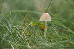 grassteelmycena#(20211022)