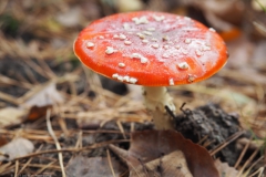 vliegenzwam#21(20211022)a