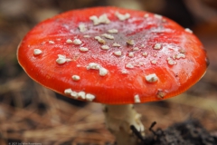 vliegenzwam#21(20211022)ab