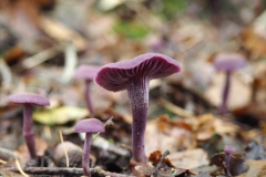 amethistzwam#(20231022)a