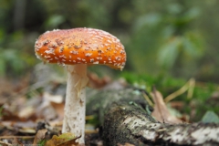 vliegenzwam#21(20211022)b