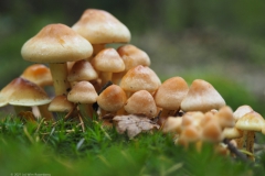 gewone zwavelkop#(20211022)