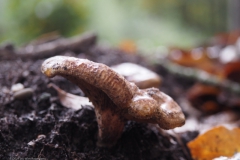 gewone krulzoom#(20211022)
