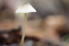 melksteelmycena#(20231022)