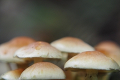 gewone zwavelkop#(20231022)