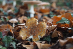 vliegenzwam#(20201023) 14b