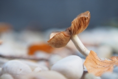 satijnzwam#(20201023)b