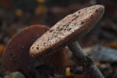 vliegenzwam#(20201023)21a