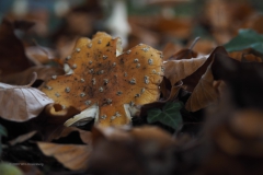 vliegenzwam#(20201024) 15a