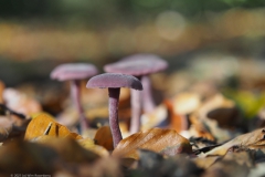 amethistzwam#(20211024)a
