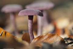 amethistzwam#(20211024)b
