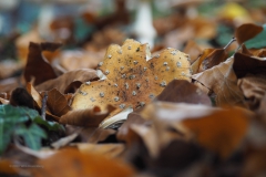 vliegenzwam#(20201024) 15b