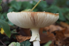 vliegenzwam#(20201024)15a