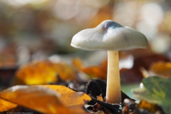 paddenstoel#(20211024)