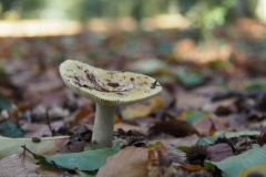 geelwitte russula#(20211024)